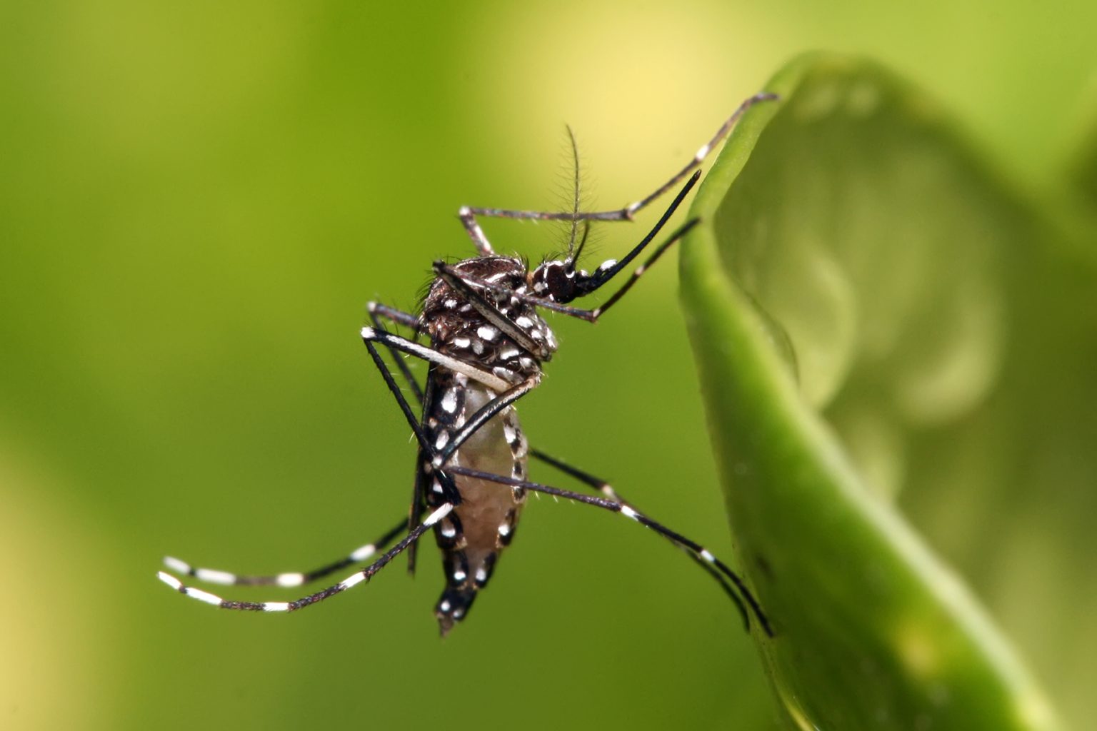 Florida Health Officials Report Two New Dengue Cases and One West Nile Virus Infection Last Week