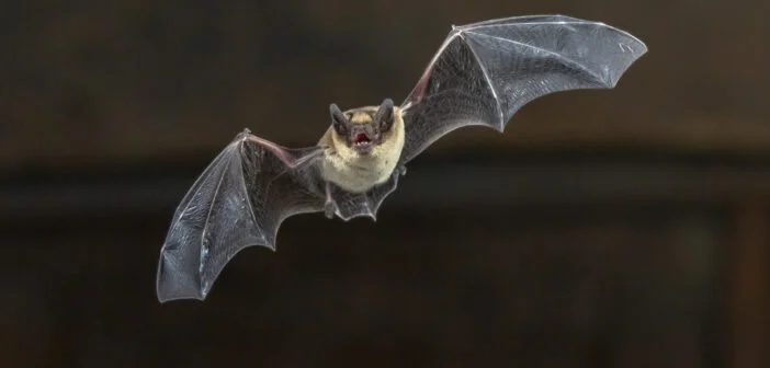 Bat Night Shows the Furry Birds that Can Be Found at Lolo Pass!