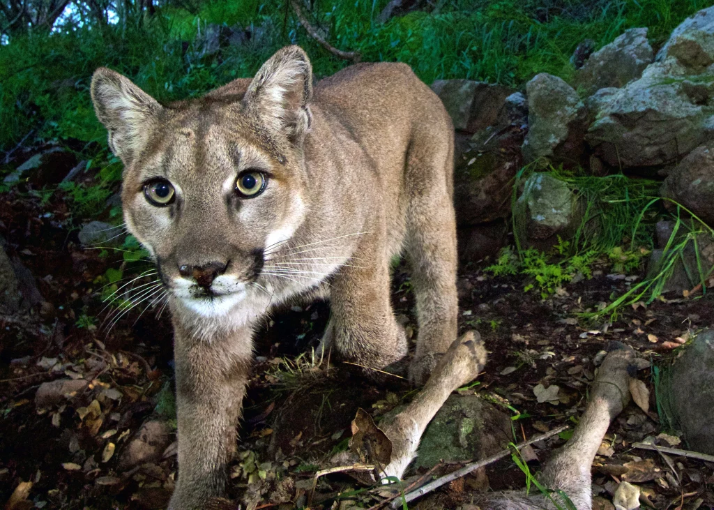 Wild Neighbors: Boise Residents Reflect on Foothill Wildlife After Recent Incident!