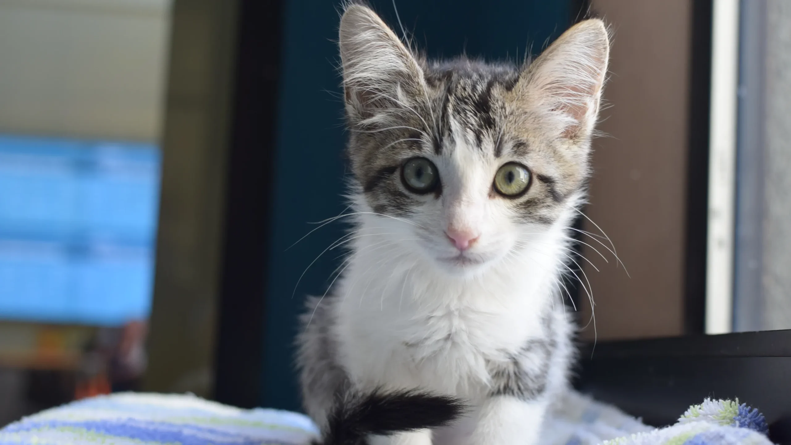 Oregon’s ‘Meow-Tragious’ Kitten Event Aims to Find Homes Fast!
