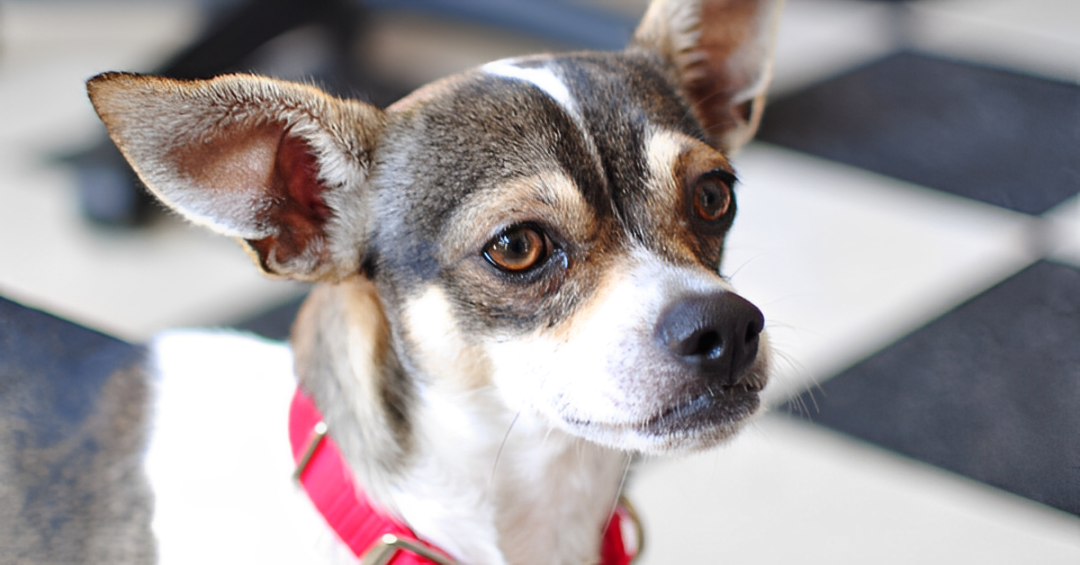 Sweet Rowdy is Ready for Adoption at Idaho Humane Society