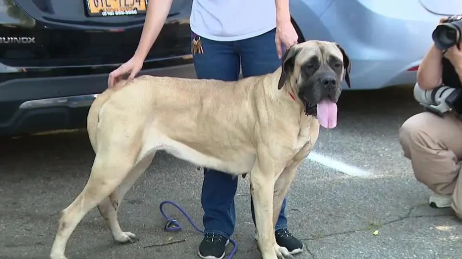 Man Arrested for Abandoning Dog on Southern State Parkway in Long Island