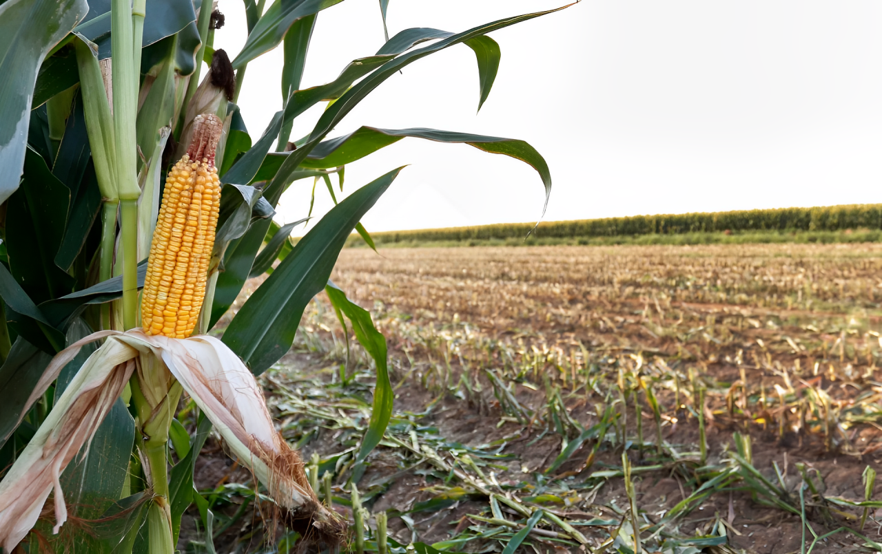 Biden's $400 Million Plan: Farmers to Get Paid for Water Conservation Efforts