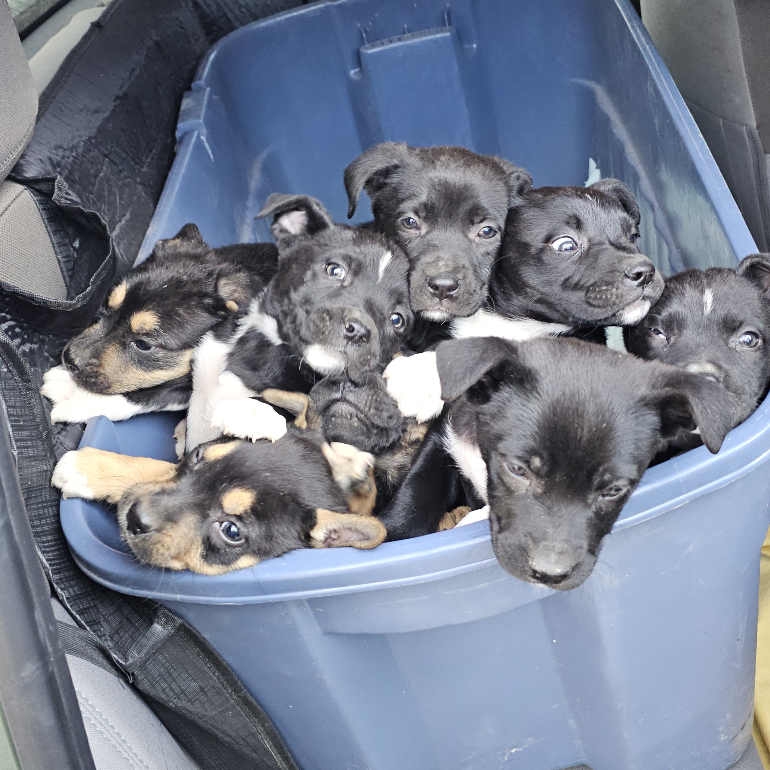 Puppies rescued from garbage can at Fort Worth park