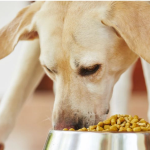 Understanding Florida's New Pet Feeder Law: A Must-Read for Pet Owners